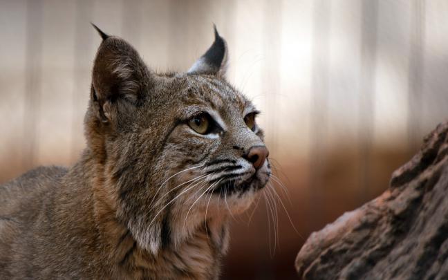 nature, Lynx, Big Cats Wallpapers HD \/ Desktop and Mobile Backgrounds