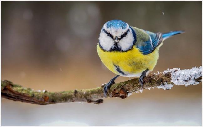 Free Winter Birds Desktop Wallpaper - Wallpapers in HD March 2022