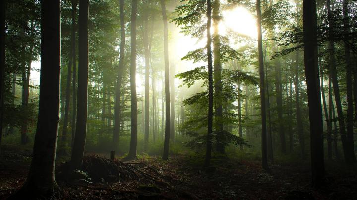 Forest Background Wallpaper - Free HD Wallpaper