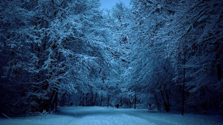 Snowy Forest Wallpaper Hd - Free HD Wallpaper