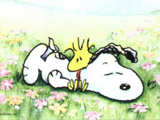[50+] Free Peanuts Desktop Wallpaper 