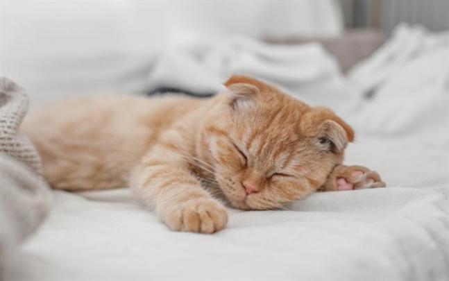 Download wallpapers Scottish Fold Cat, ginger kitten, pets, sleeping 