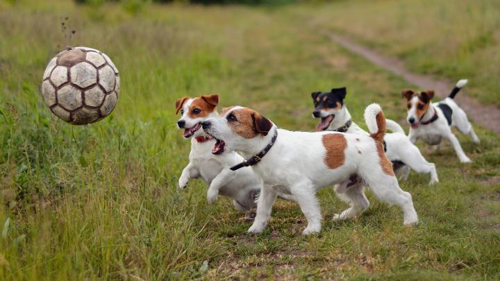 dog, Soccer Ball, Animals, Jack Russell Terrier Wallpapers HD \/ Desktop 
