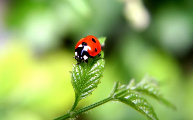 Lucky Charm Wallpapers (52+ images)