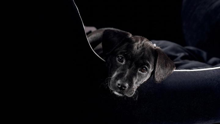 Free download Black Labrador puppy wallpaper cute Wallpapers 3d for 