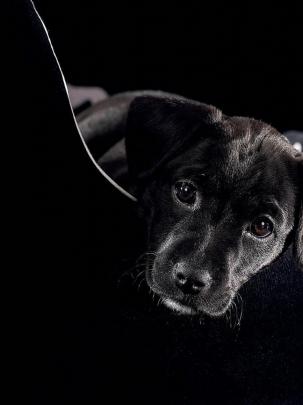 Free download Black Labrador puppy wallpaper cute Wallpapers 3d for 