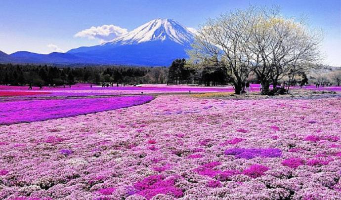 Purple-grass-best-hd-free-wallpaper-spring-season - HD Wallpaper