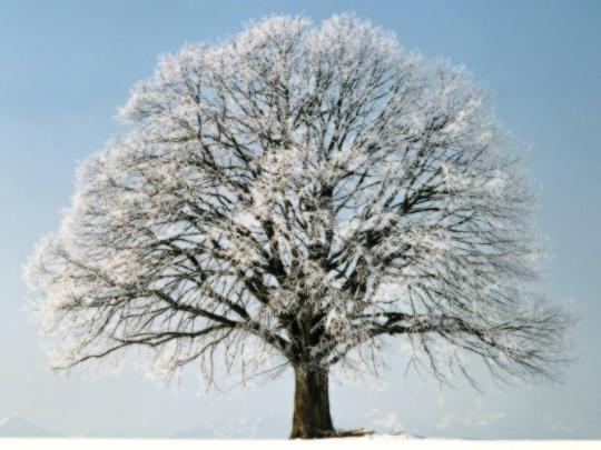 Free Desktop Wallpapers Winter Scenes