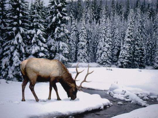 A Stock Photos: winter desktop backgrounds Wallpapers