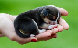 Dog Wallpaper 1920x1080