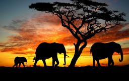 Free Elephant Wallpapers For Desktop