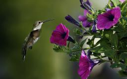 Free Hummingbird Desktop Wallpaper
