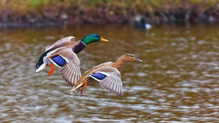 Mallard Duck Wallpaper (67+ images)