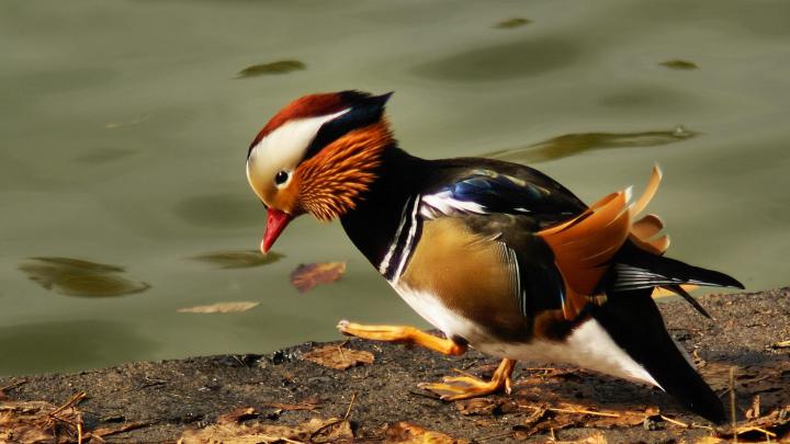 Duck Desktop Wallpapers - Top Free Duck Desktop Backgrounds 