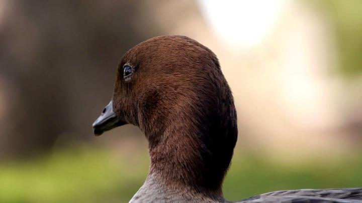 Wood Duck Wallpaper (51+ images)