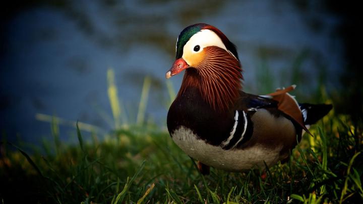 35 Duck Wallpapers - WallpaperBoat