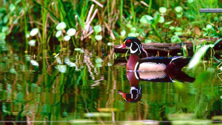 Wood Duck Wallpapers