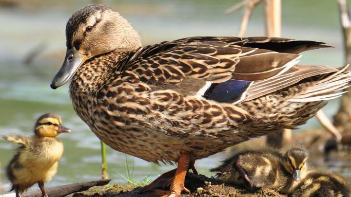 Download Wallpaper 1920x1080 duck, wild duck, ducklings, walk, family 