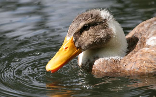 Free download Mallard Wallpaper [1920x1080] for your Desktop, Mobile 
