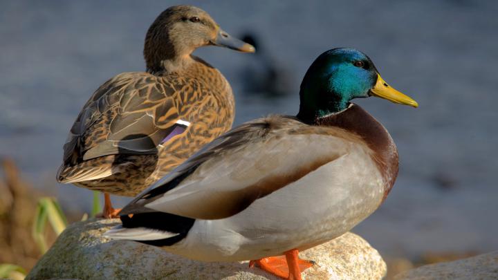 Mallard Duck Desktop Wallpaper Hd Resolution 2560x1600