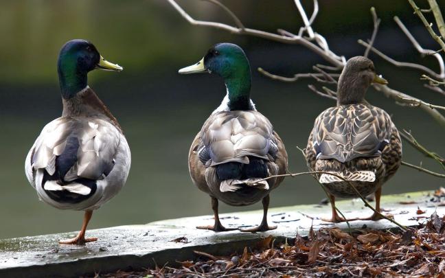 Albamv: Mallard Duck Wallpaper