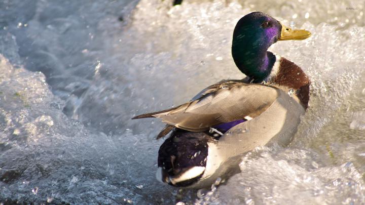Duck [2] wallpaper - Animal wallpapers - #32091