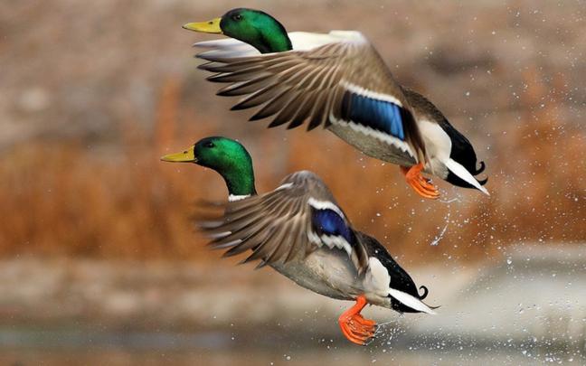 Best 47+ Duck Wallpaper on HipWallpaper | Daisy Duck Wallpaper, Donald 