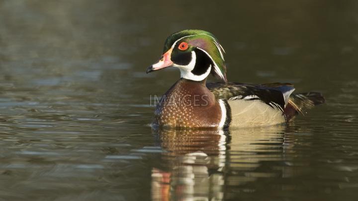 Wood Duck Wallpaper (51+ images)