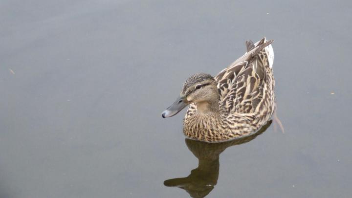 Duck wallpapers 1920x1080 Full HD (1080p) desktop backgrounds