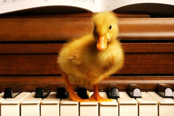 Baby Duck Wallpaper \u00b7\u2460 
