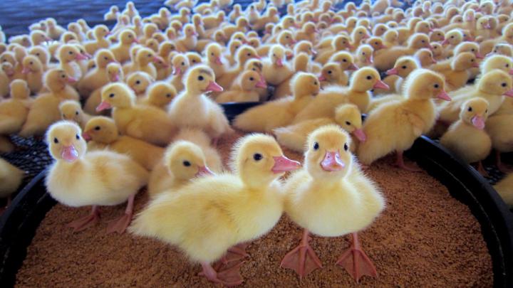 Baby Duck Wallpaper -