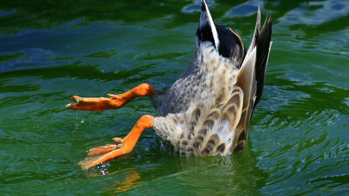Ducks Wallpaper (52+ images)