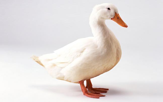 Duck Wallpaper for Computer -