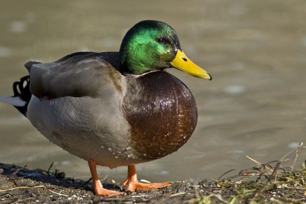 Mallard Duck Wallpaper \u00b7\u2460 
