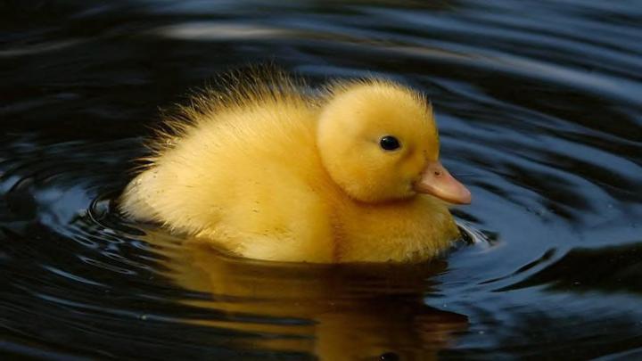 Duck wallpaper | 1920x1080 | #46141