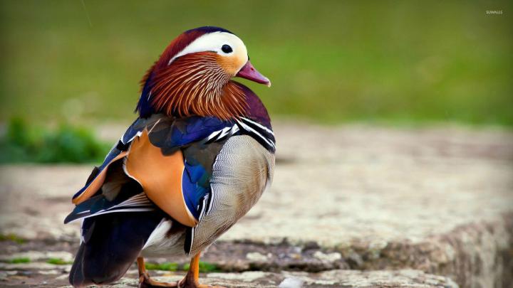 Mandarin duck [2] wallpaper - Animal wallpapers - #29102
