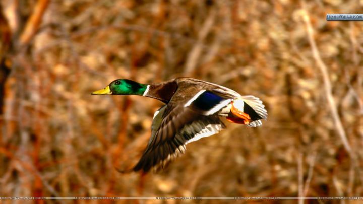 Mallard Duck wallpaper | 1920x1080 | #3755