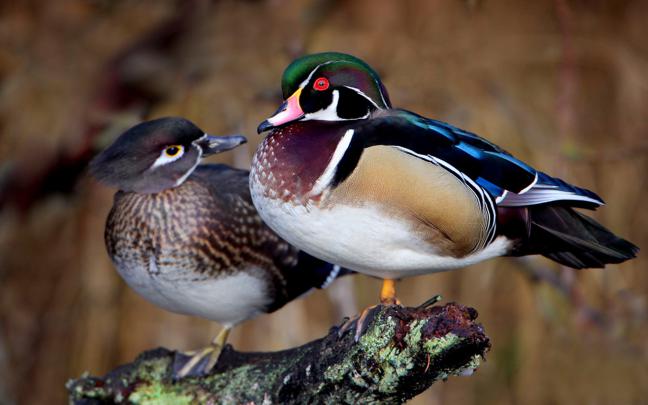 Wood Duck Wallpapers (41+ background pictures)