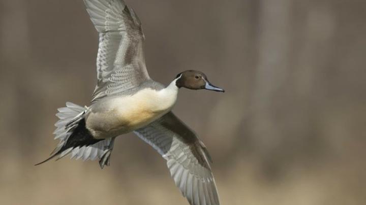 Free download ducks flight 1920x1080 wallpaper Ducks Wallpapers Desktop 