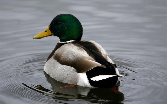 Mallard Duck Wallpaper -