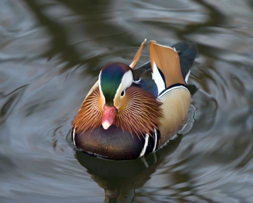 Duck Wallpaper for Computer -