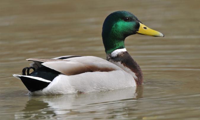 Mallard Duck Wallpaper -