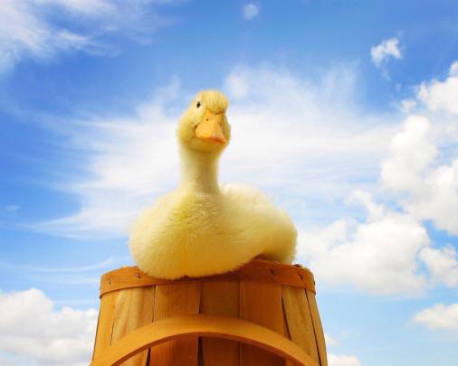 Cute Duck Wallpapers - Top Free Cute Duck Backgrounds - WallpaperAccess