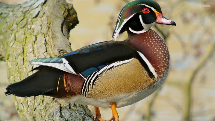 Wood Duck Wallpapers (41+ background pictures)