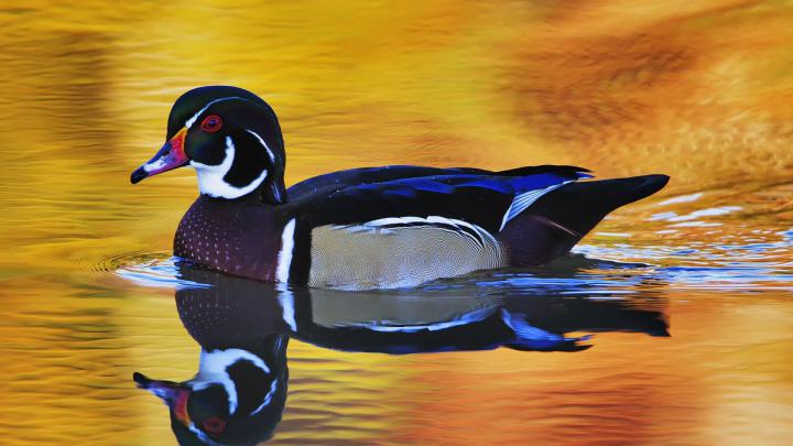 Download Wallpaper 1920x1080 duck, swim, wings, color, lake Full HD 