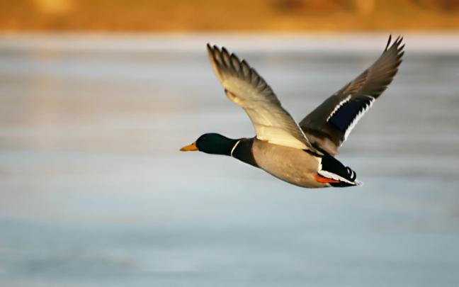 Ducks Wallpaper (52+ images)