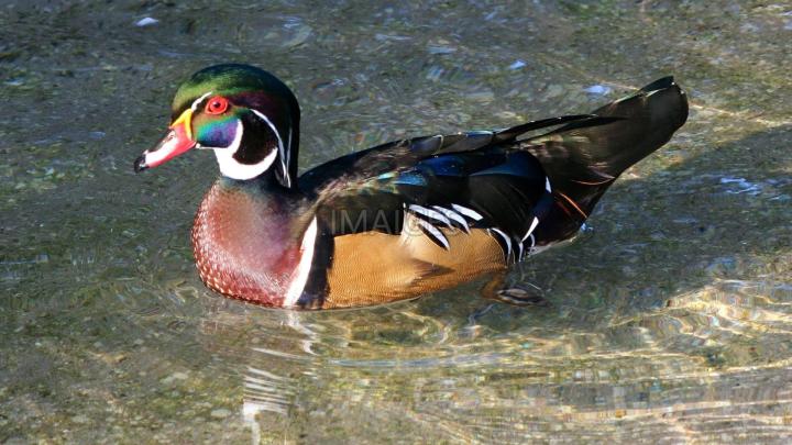 Wood Duck Wallpaper (51+ images)