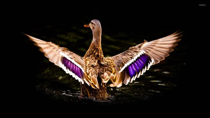 Mallard [5] wallpaper - Animal wallpapers - #25315