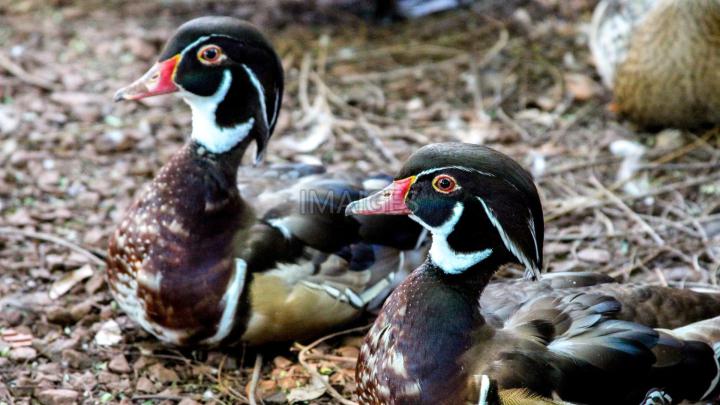 Wood Duck Wallpapers (41+ background pictures)
