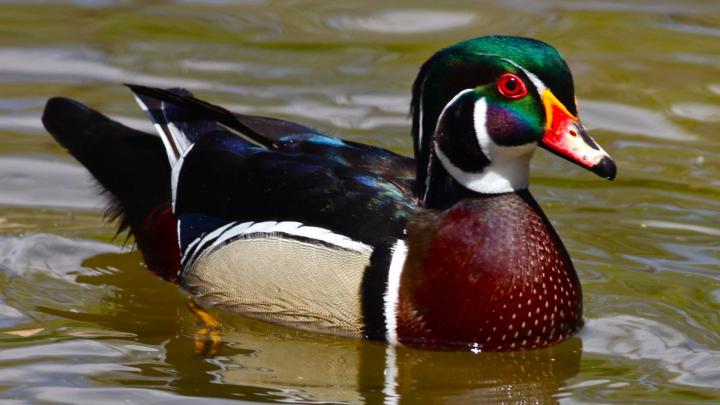 Wood Duck Wallpapers - Top Free Wood Duck Backgrounds - WallpaperAccess